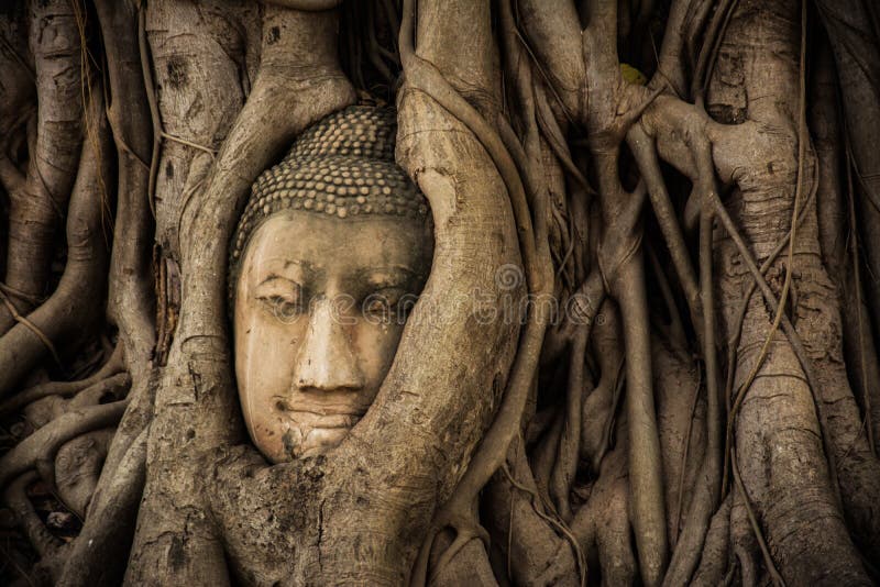 Buddha Head Tree Wat Maha That Ayutthaya. buddha statue trapped in Bodhi Tree roots. Ayutthaya historical park