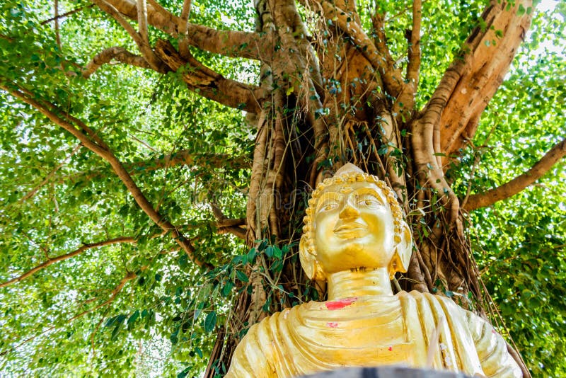 Buddha And Bodhi Tree