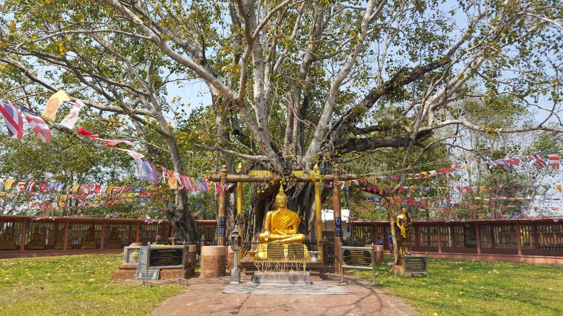 Buddha And Bodhi Tree