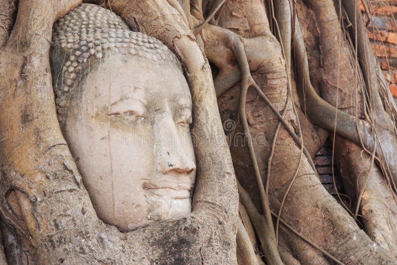 Buddhahuvud i den Wat Maha That templet i Ayutthaya, Thailand royaltyfria bilder Buddhahuvud i den Wat Maha That templet i Ayutthaya, Thailand royaltyfria bilder