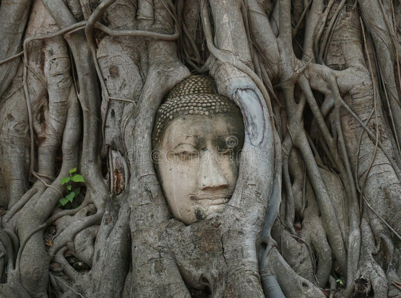 Buddhahuvud i rota i Wat Maha thart Ayutthaya Thailand royaltyfria bilder Buddhahuvud i rota i Wat Maha thart Ayutthaya Thailand royaltyfria bilder
