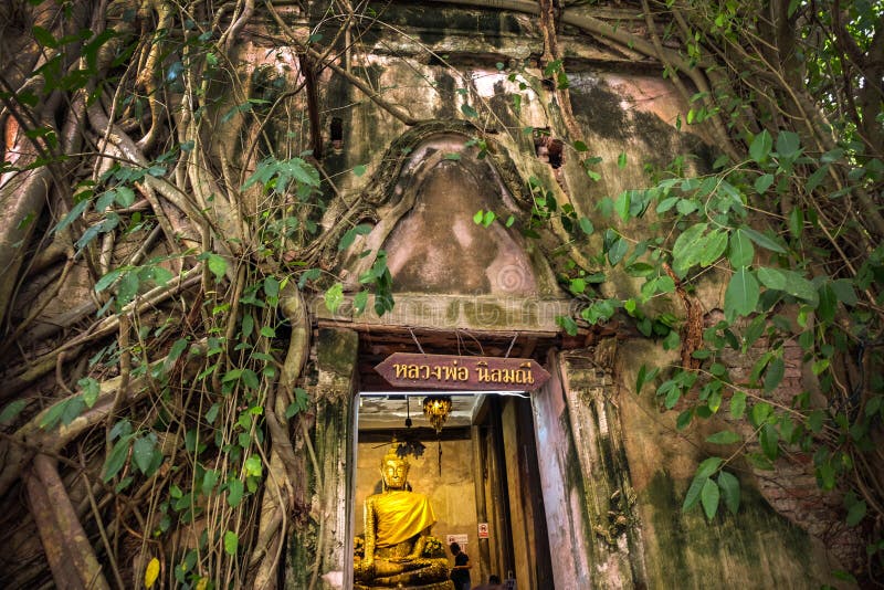 Buddhastatyn i den gamla templet, templet som täckas med Banyanträdet, rotar på den Wat Bang Kung templet, Samut Songkhram, Thail arkivfoton