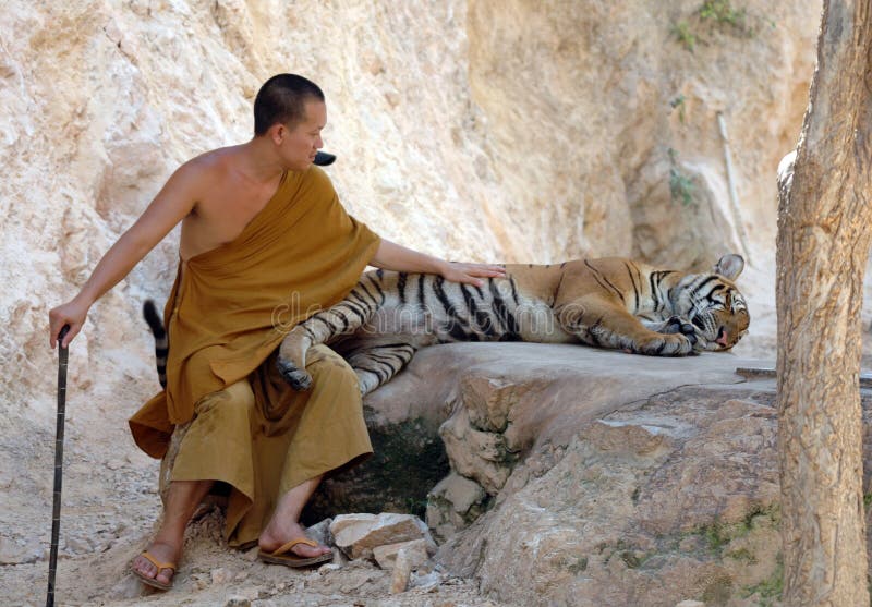 Buddhist Monk With Bengal Tiger,thailand,asia,cat Editorial Photo