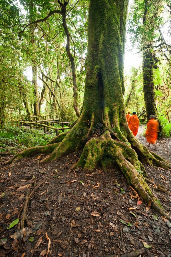 Buddhist monks in misty tropical rain forest. Sun beams shining stock images Buddhist monks in misty tropical rain forest. Sun beams shining stock images