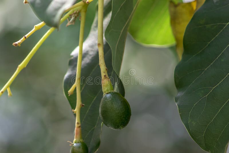 Budding Avocado Tree, Baby Fruit on Tree, Fruit Set Avocado Tree Stock
