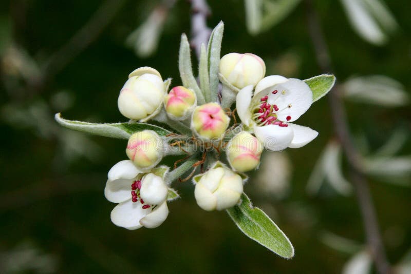 Budding Blossom royalty free stock photo