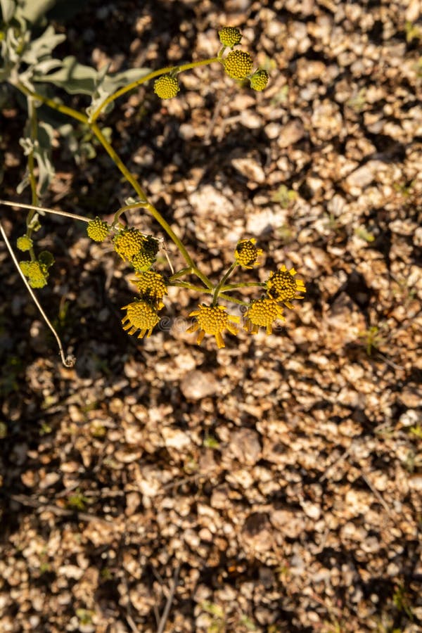 Budding Brittlebush Over Gravel Stock Photo Image of flowering
