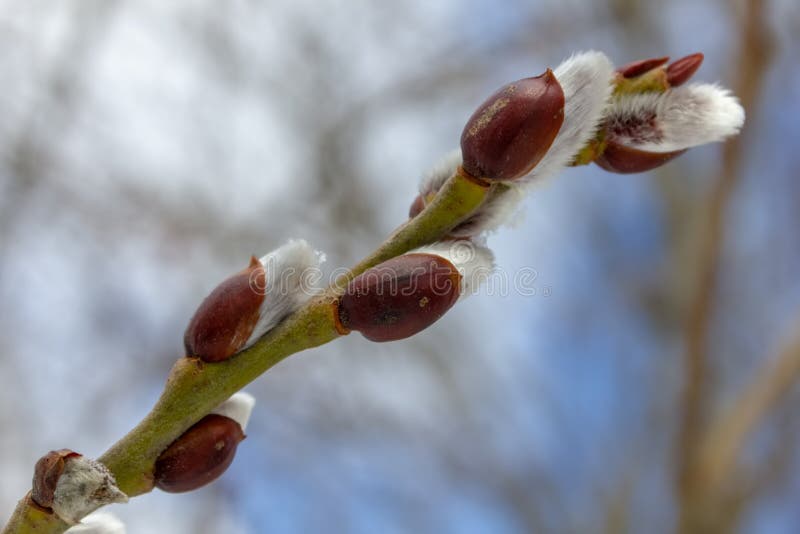 Budding Buds Stock Image Image Of Fluffy Start Flower 141848949