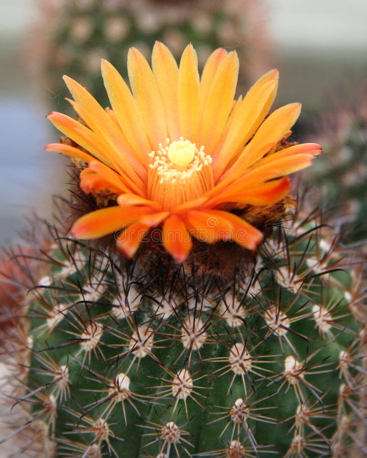 Začínajúci Púšti Kaktus s Pomarančový Kvet Top.