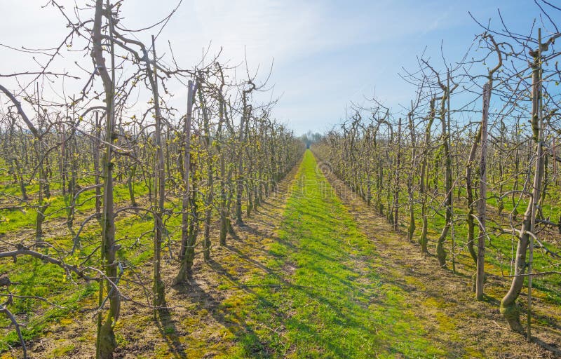 Budding Fruit Trees in an Orchard in Spring Stock Photo Image of