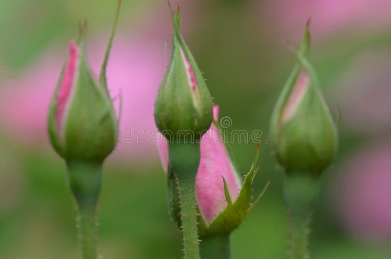 Budding Pink Roses Flower S. Stock Image Image of plant, nature