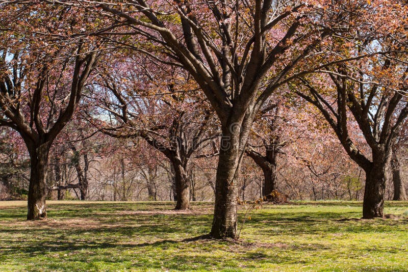 Budding spring trees