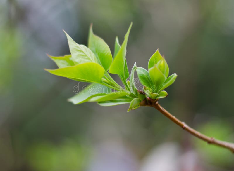 Budding Tree Leaves stock photo. Image of springtime 89164976