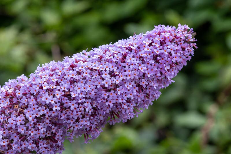 Buddleia flowers stock image. Image of nature, beautiful 194113607
