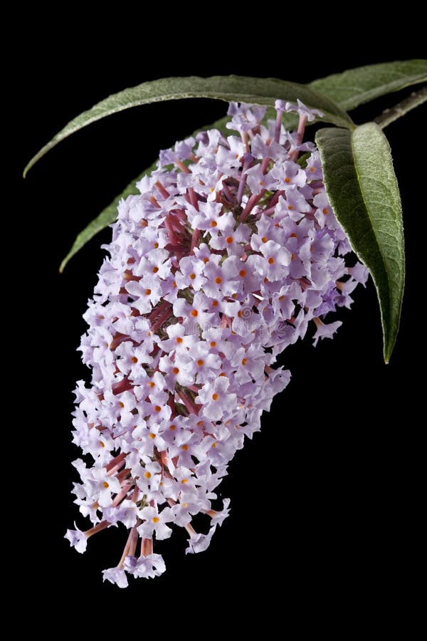 Buddleia illuminated by strong sidelight