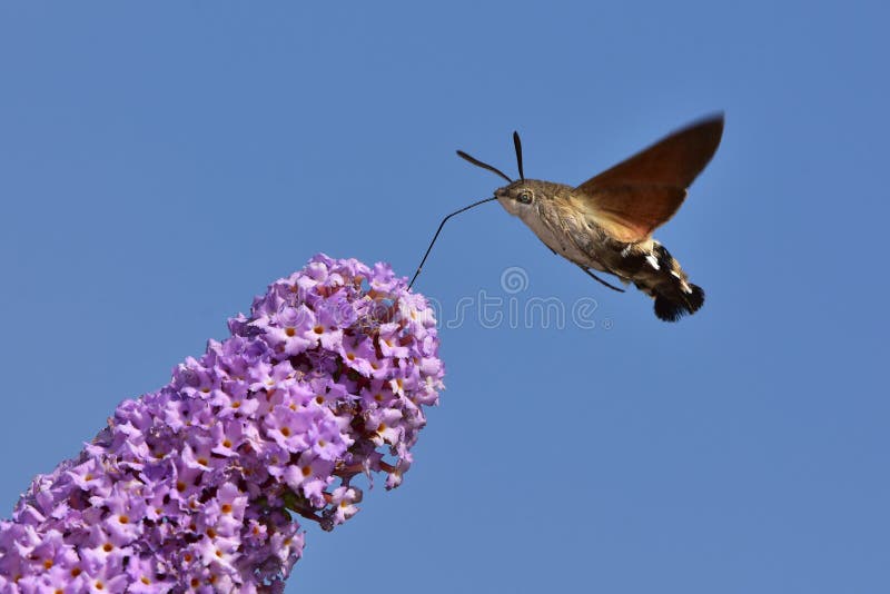 Buddleja davidii - butterfly bush with Hummingbird hawk-moth in background against blue sky