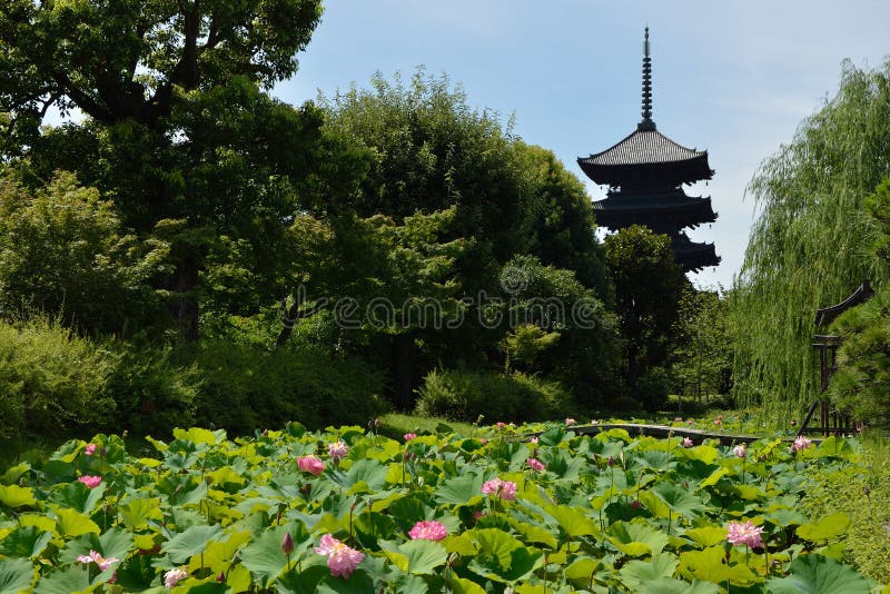 Buddyjski Japan lotosu wierza
