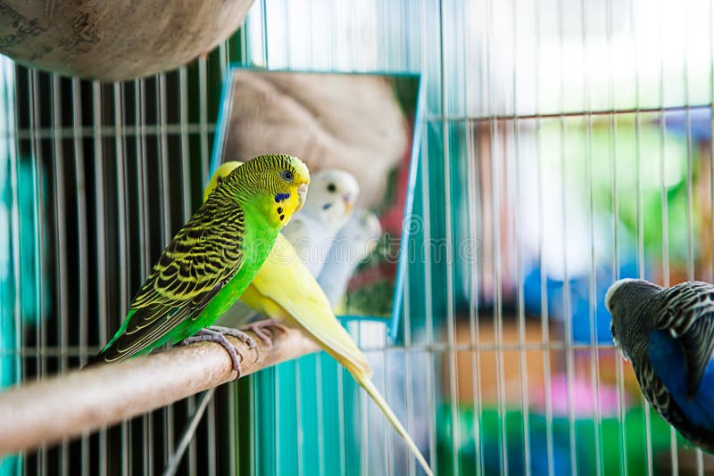 Budgerigar on the Cage. Budgie Parakeet in Birdcage.Parrot Stock Photo