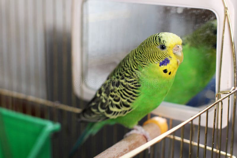 Budgerigar Program 6.0 Download Free Apps Budgerigar Program 6.0 Download Free Apps