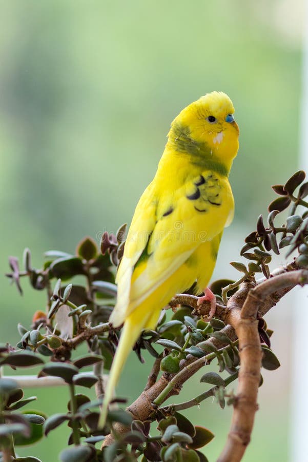 Budgerigar sits on a branch. The parrot is brightly green-colored. Bird parrot is a pet. Beautiful, pet wavy parrot. stock photography Budgerigar sits on a branch. The parrot is brightly green-colored. Bird parrot is a pet. Beautiful, pet wavy parrot. stock photography