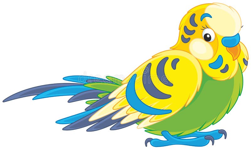 https://thumbs.dreamstime.com/b/budgerigar-vector-illustration-small-brightly-colored-long-tailed-parrot-89009982.jpg