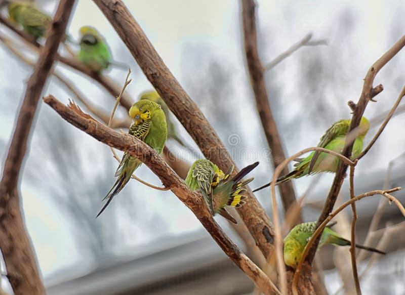 Budgerigars on a branch royalty free stock photo Budgerigars on a branch royalty free stock photo