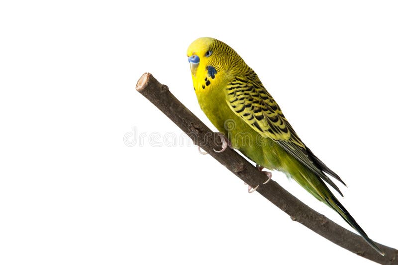 Budgie royalty free stock images