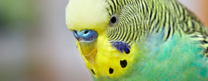 Green and yellow budgie parakeet macro portrait.