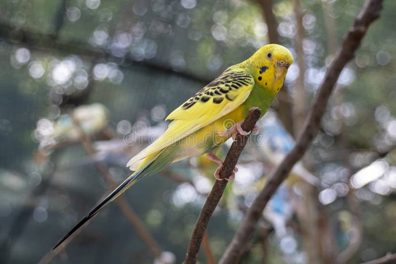 Budgie amarillo y verde en una rama fuera del periquito fotografía de archivo libre de regalías Budgie amarillo y verde en una rama fuera del periquito fotografía de archivo libre de regalías