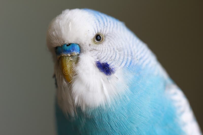 Closeup of Budgie with Beak Open on White Background Stock Photo