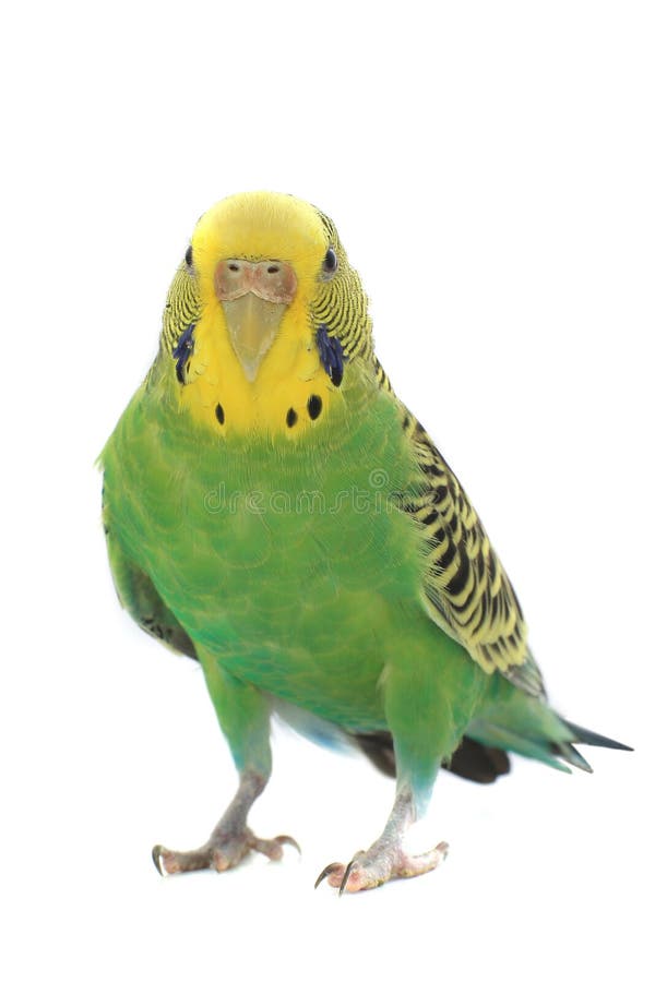 Budgie royalty free stock photos