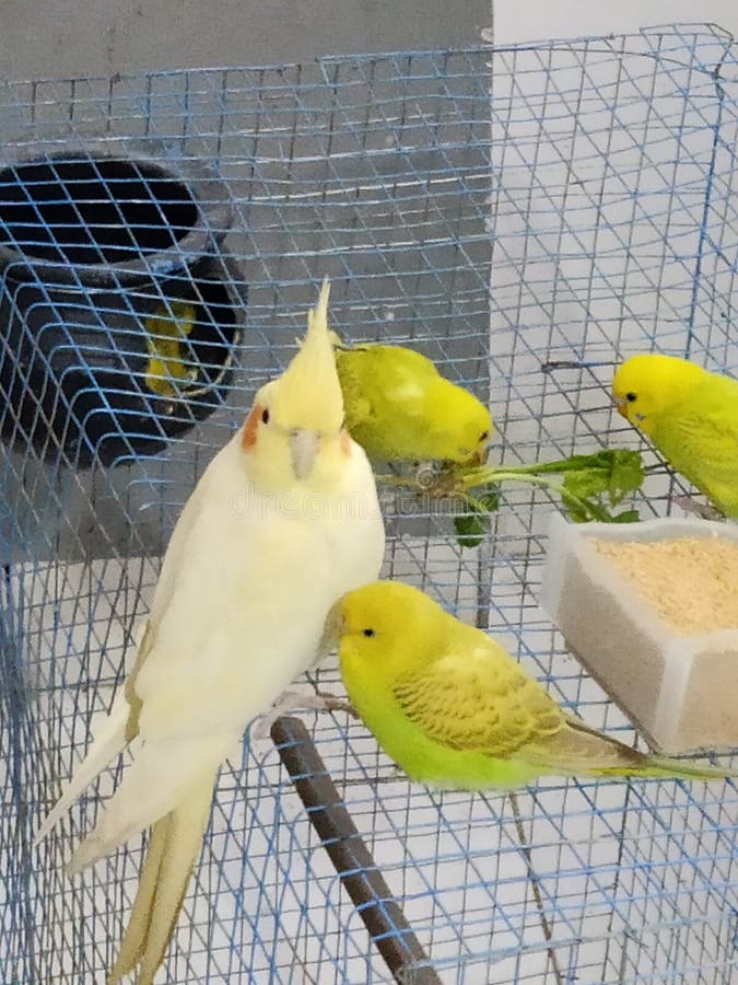 cocktail grey parrot