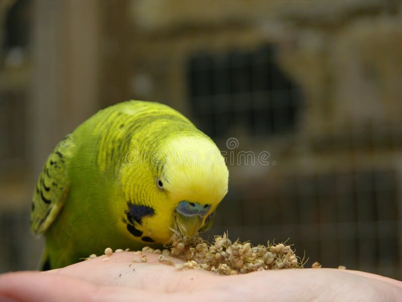 Budgie Eating Millet Melopsittacus Undulatus Stock Image Image of