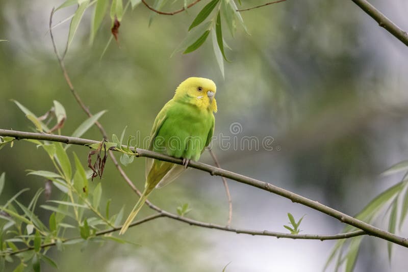 Fancy parakeet 2024