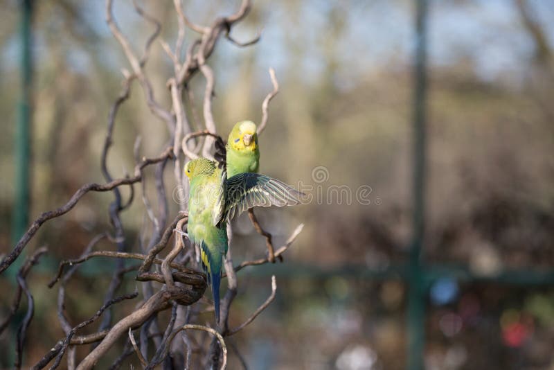 Flying budgie stock photo. Image of tropical, colour 18104398