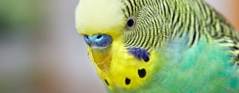 Budgie. royalty free stock image