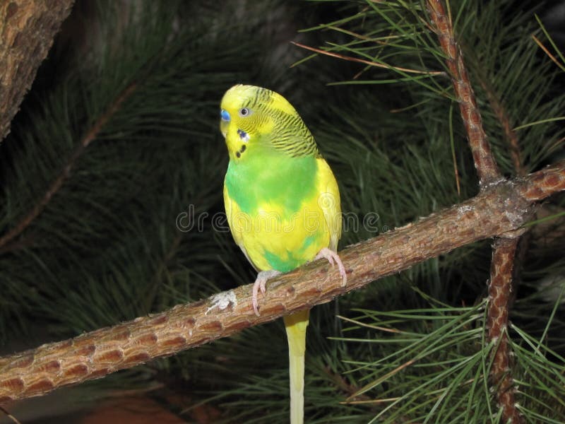 Budgie. a Little Talking Bird Stock Image Image of background, blue