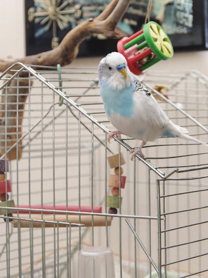 Budgie Playing with a Toy in an Caged Enclosure Stock Photo Image of
