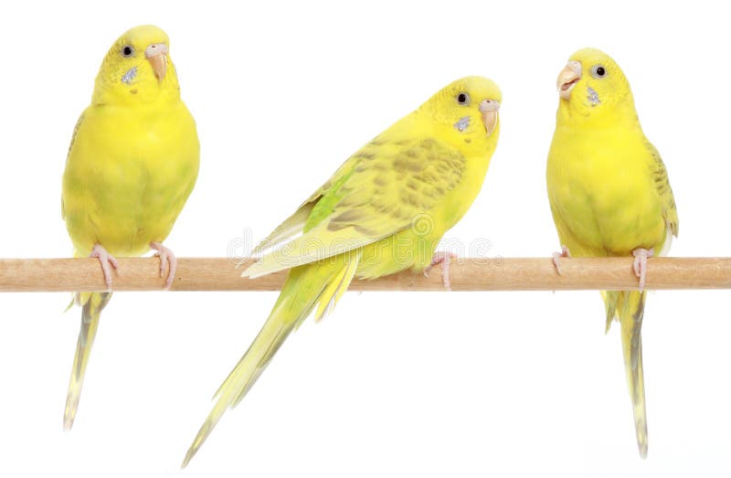 Oiseau Jaune Canari été Perché Sur Un Bâton à L'intérieur D'une