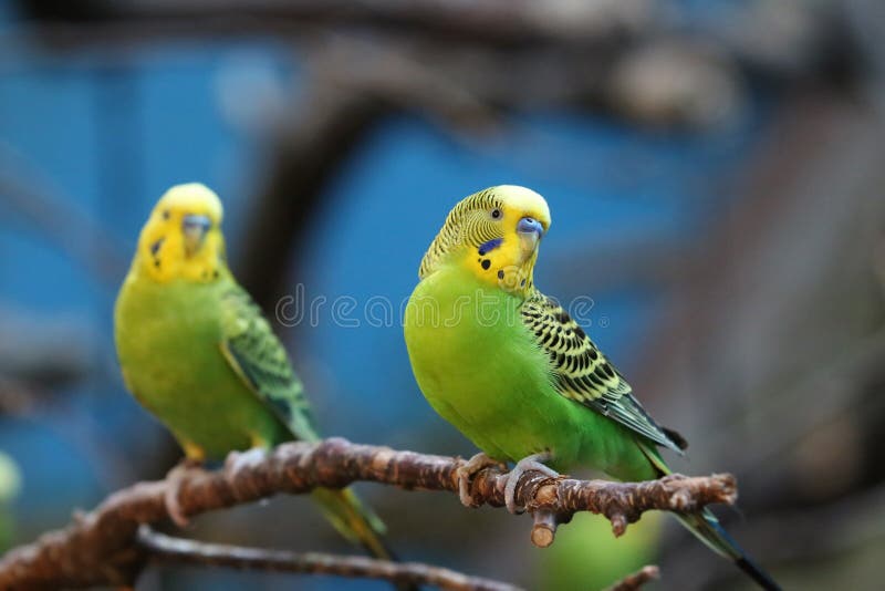 Sleeping Budgie stock photo. Image of budgerigar, budgies 60204578