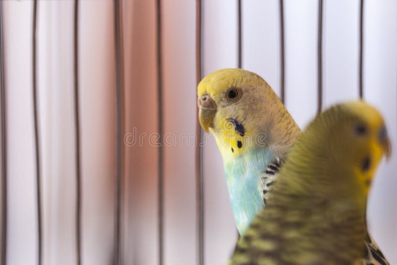 Budgies verdi in birdcage Casa Pappagalli Pappagallino ondulato divertente immagini stock libere da diritti Budgies verdi in birdcage Casa Pappagalli Pappagallino ondulato divertente immagini stock libere da diritti