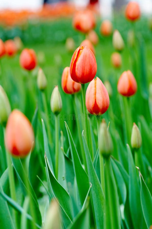 Buds royalty free stock photo