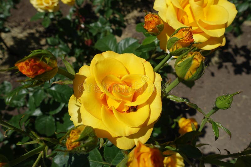 Buds and amber yellow flowers of rose royalty free stock photo