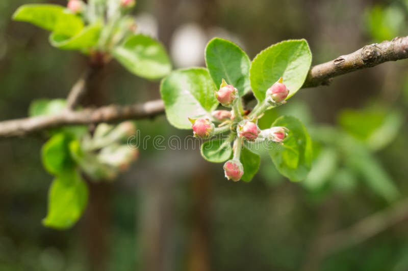 Buds on apple tree branch stock photo. Image of fruit 70678400