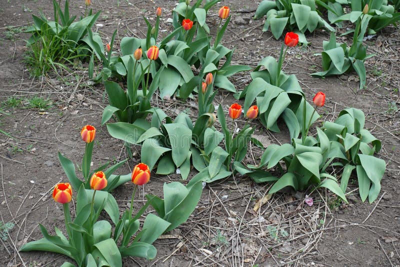 Buds and bicolor red and yellow flowers of tulips stock image