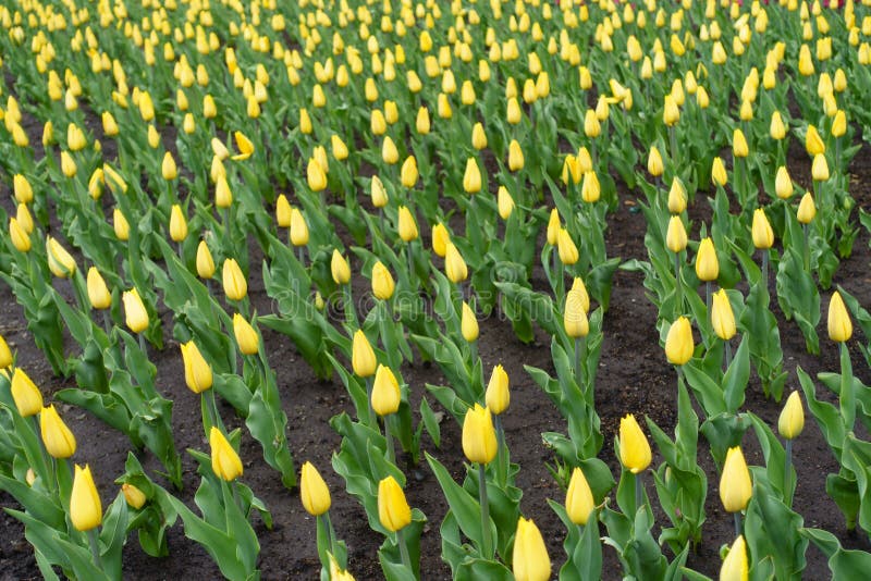 Buds of yellow tulips in April stock images