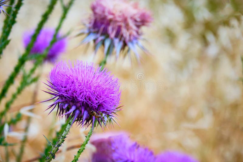 Buds of Carduus Nutans or Musk Thistle. Lots of Nodding Plumeless