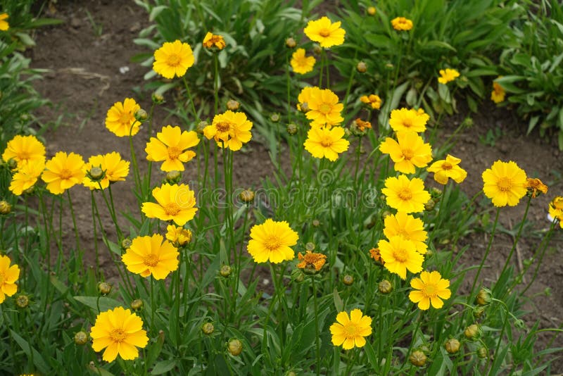 Buds and flower heads of Coreopsis lanceolata