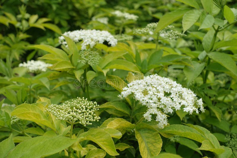 Buds and Flowers of Gold Leaf European Elderberry Stock Image Image