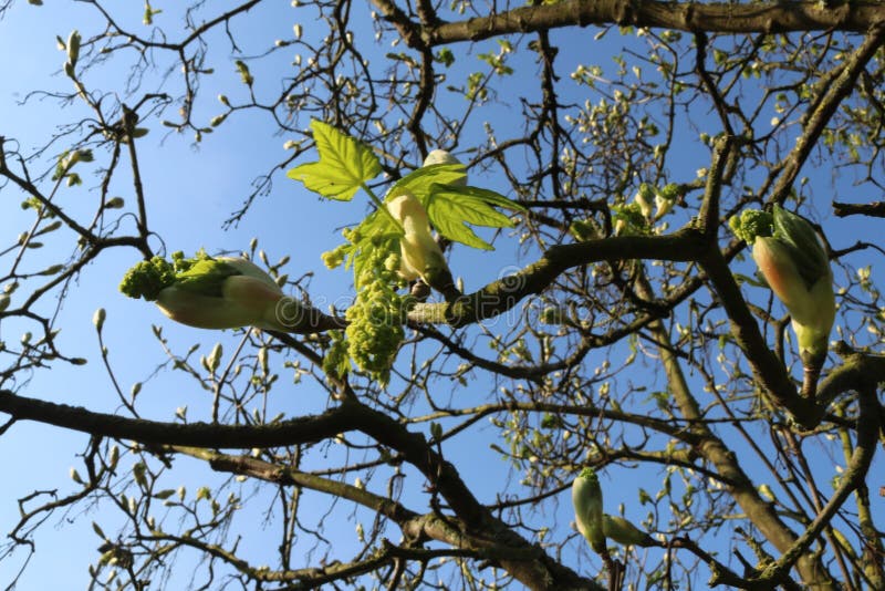 Nahaufnahme von Ahornbaum ein Baum knospen Vor freigeben neu Blätter a Blumen.